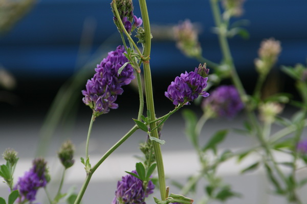 Via het Van Starkenborghkanaal bereik ik de parallelweg naast de N355 en zak opnieuw af naar de sloopkavels Langestraat 11 en 9. Onderweg deze bloemetjes in het bermwild langs de N355, met een voortijlende auto op de achtergrond....