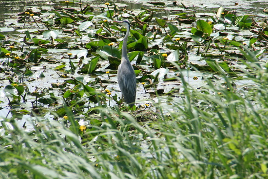 Even verderop is de al twee keer opgevlogen reiger neergestreken in het dotterbloemengebied. Waakzaam afwachtend wat de kieker gaat doen....