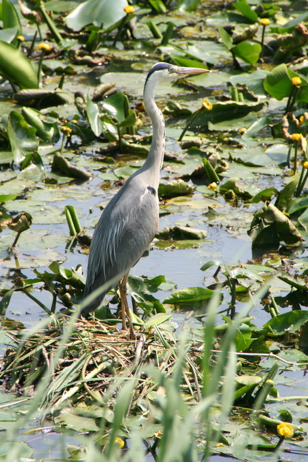 Ik kan hem toch nog onbestraft iets dichter naderen, maar de imposante vogel houdt me in de gaten!