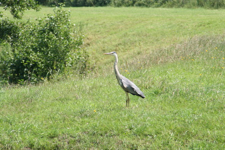 Toch maar een veiliger plekje gezocht, aan de overkant in het weiland. Kijken....