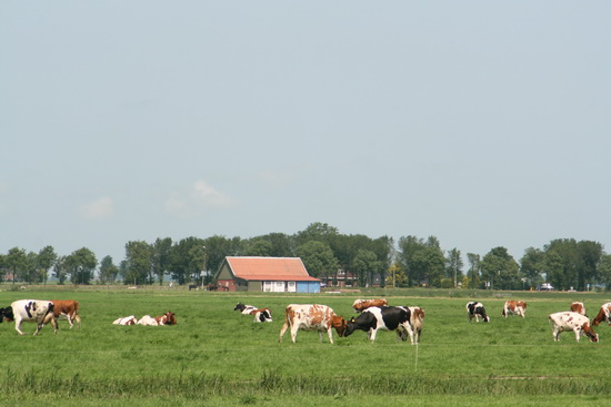 In het weidegebied tussen N355 en Mokkenburgweg passen de meeste koeien zich aan bij de zomersfeer. Een tweetal vindt het een goed moment om de krachten te meten, even 'kopdrukken'......