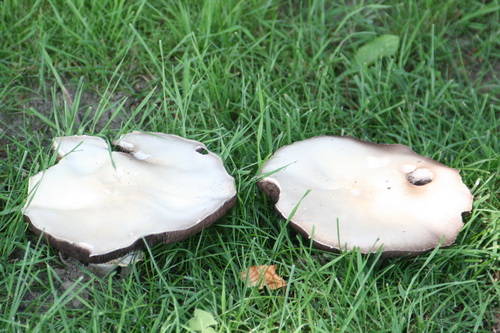 Kijk ens, twee opvallende paddenstoelen in het gras bij de voorste kanaalwoningen. Zomergasten....