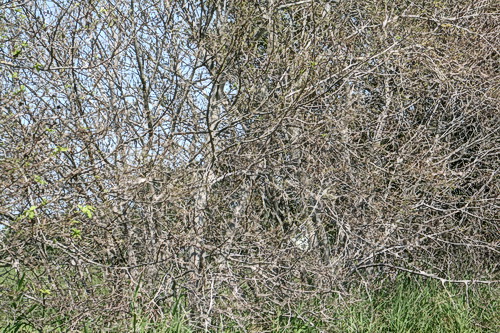 Geen half werk, dat kaalvreten....