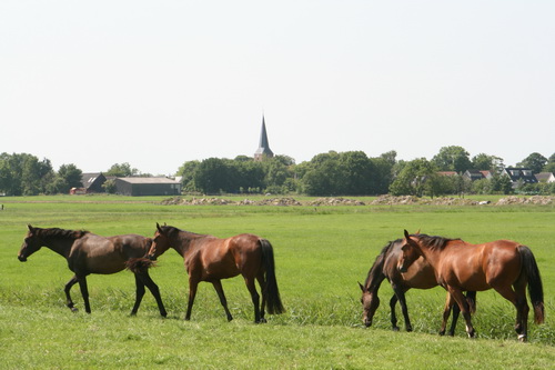 De paarden van boerderij Agema gaan westwaarts. Hebben het bij Holtman wel gezien....