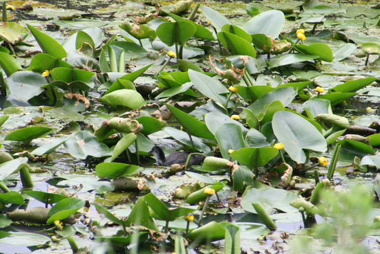 De rust van de Mokkenburgweg opgezocht, en de dotterbloemen in de zwaaikom van de Schipsloot. Even zoeken: Waar is de jonge meerkoet?