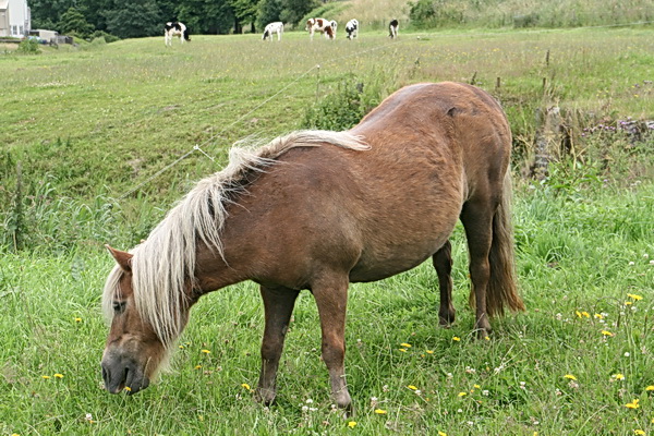 De pony heeft een voedselrijkere plek gekregen, hier valt naar hartenlust te grazen!