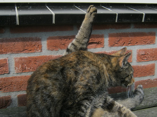 Hoe ingewikkeld, maar tevens soepel poes Pien zichzelve wast.... Merkwaardig, die poot....