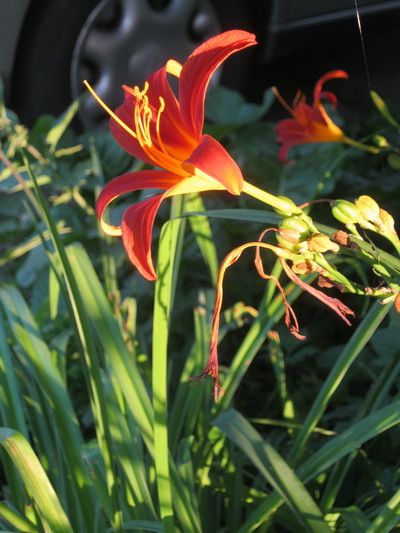 Meteen al aan het begin van de Langestraat-Noord, voor het te koop staande huis van de Van der Veens (vroeger schoenmaker Hes) viel mijn oog op de bloemen onder een dominante heester. De combinatie bloem-avondlicht, die deed het 'm! (Vanavond kwam ik er weer langs, weg lichtval, weg bekoring....)