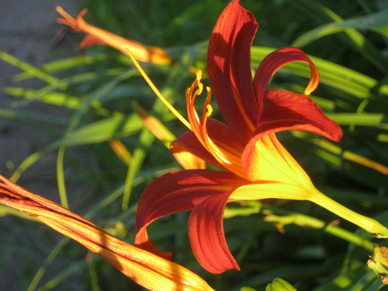 En deze? Ik krijg steeds meer waardering voor de lutje Canon die af en toe grootse prestaties levert! (Een koopje voor nog geen 50 euro bij de Kijkshop destijds...)