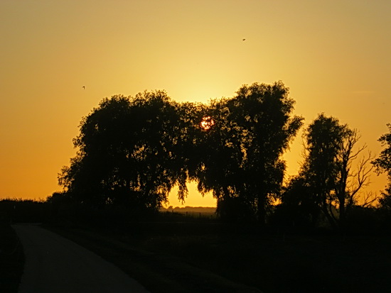 Aan het eind van de betonnen Mokkenburgweg, waar je linksaf gebruik maakt van het veeviaduct en rechtsaf de weg voert naar de boerderij van de familie De Jong: De bomen lijken een ereboog te vormen, de ondergaande zon speelt nog even kiekeboe....