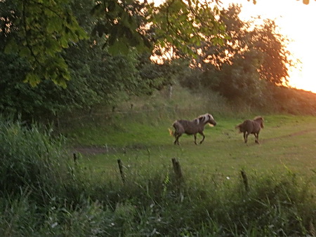 Voorbij de spoorbrug verricht de lutje Canon weer een krachttoer: Opname van twee pony's in looppas bij verminderd licht en op grote afstand.... Dit gedeelte ligt in het nieuwe bestemmingsplan. Schuift de spoorlijn met nieuwe spoorbrug iets naar het oosten? Daar waar de pony's lopen? 