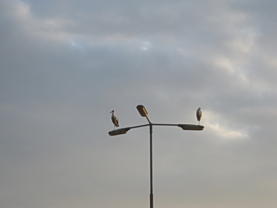 Op de armatuur van een van de lantarenpalen op de Koopmanparkeerplaats: Twee ooievaars! Rustig balancerend, ontspannen suffend, op één poot....