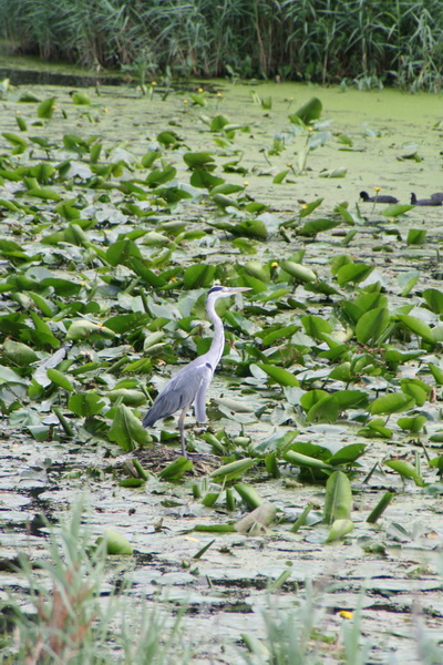 Terug langs de stille noordkant via de Mokkenburgweg. Kijk eens, een 'oude' bekende, de blauwe reiger met als letterlijke standplaats een voormalig meerkoetennest, in de zwaaikom van de Schipsloot, te midden van de dotterbloemen. Heerlijk rustig!