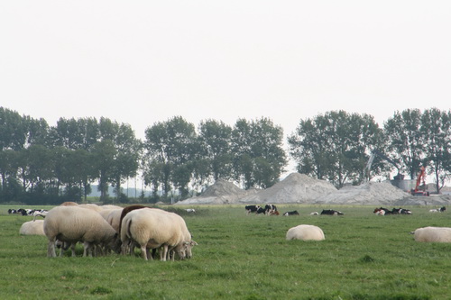 Met het dorp in de rug kun je het betonpad affietsen en dan ook al een blik werpen op de groeiende zandhopen, voorbij de schapen en de koeien....