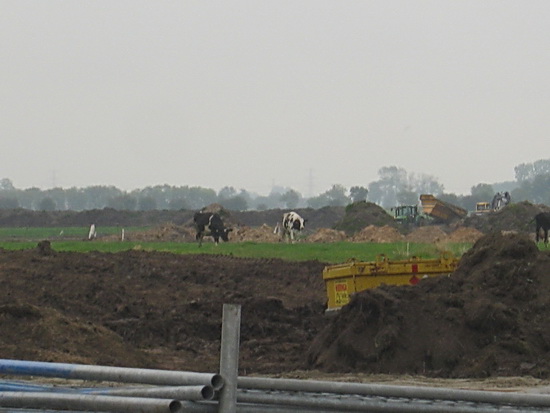 Als je zo vanaf de Langestraat Zuid over de lege plek van Langestraat 9 en 11 kijkt, zie je de wegverleggers oprukken, een onstuitbaar leger.... En de koeien grazen nog vredig tussen alle drukte....