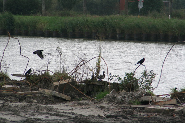 Voor de flora en fauna is het aanpassen geblazen... Vogels doen dat (noodgedwongen?) gauw en zijn soms nieuwsgierig, komen de boel (op zondag) van dichtbij bekijken...