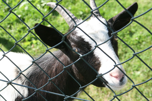 Zelfs achter het hekwerk weet deze geit zijn charme zichtbaar te maken...