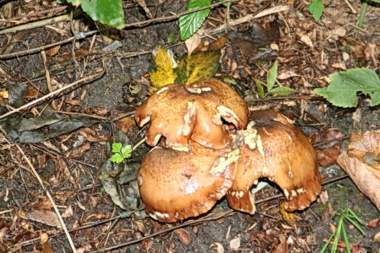 Eerst genoeg gekiekt bij de Noorderweg, intermezzo thuis, met onderweg een herfstblijk. Paddenstoelen die in de smaak vallen....