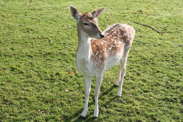We besluiten er een lange wandeling van te maken, gematigd tempo. Er moet wat te kieken blijven. Zoals hier in het hertenkamp, een van de jonge damherten, vorig jaar geboren.
