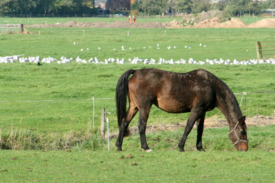 Verderop langs het kanaal, tussen de boerderijen van Holtman en Agema, zien we we deze combinatie van 'vredige, oude wereld' en 'moderne tijd'... Een grazend paard, een strook meeuwen, op de achtergrond de nieuwe route van de N355 met uitvoerders.