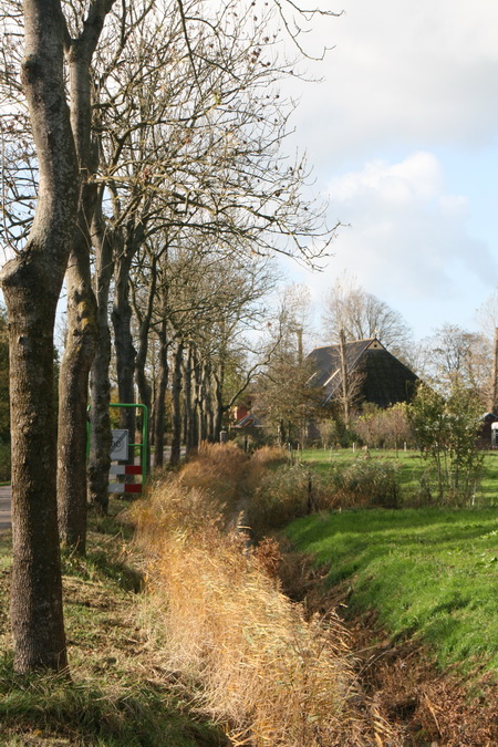 De essen langs de Mokkenburgweg hebben zich kranig gehouden tijdens de storm van 28/10! Op de achtergrond boerderij "Mokkenburg".