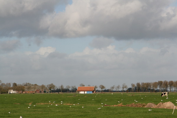 Vanaf de Mokkenburgweg de boerderij in beeld van Vermuë, de paardenstal van Jan Tempel Kzn, het huis van Rodenboog... En de meeuwen!
