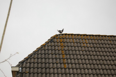 FM Kip op dak 0DSC_0104 verkl