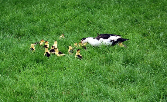 FrM Eend met jongen verkl