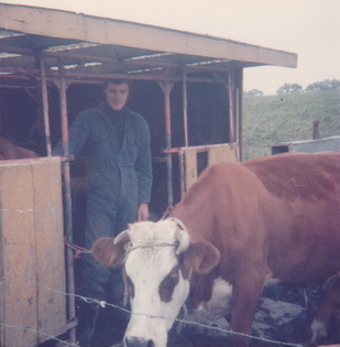 Sipke tussen de koeien verkl