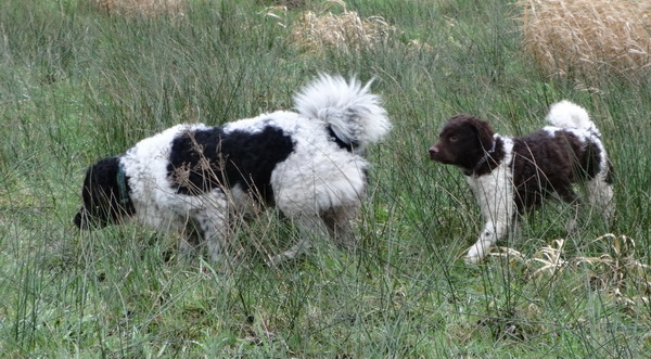 Jantiena Doete en Hyke crop NHV